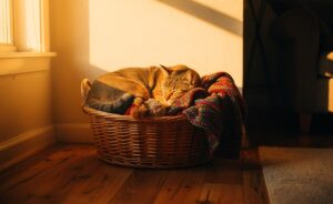 Illustration von einem Hund und einer Katze, die sich jeweils in einem geflochtenen Korb in einer gemütlichen Wohnungsecke entspannen, während schemenhafte Gedankenblasen emotionale Sicherheit und Zufriedenheit symbolisieren.